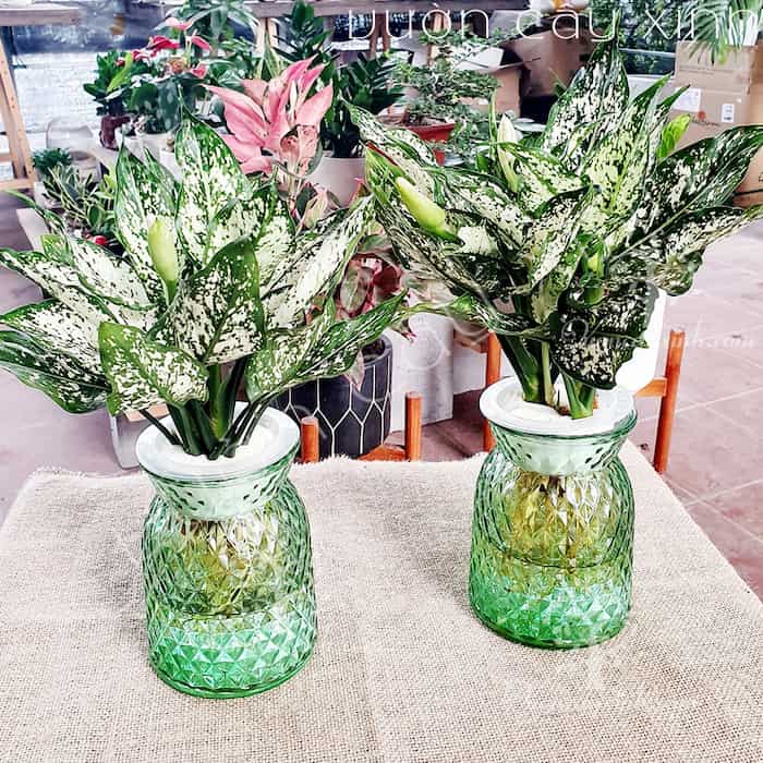 Cây ngọc ngân thủy sinh | Vườn Cây Xinh