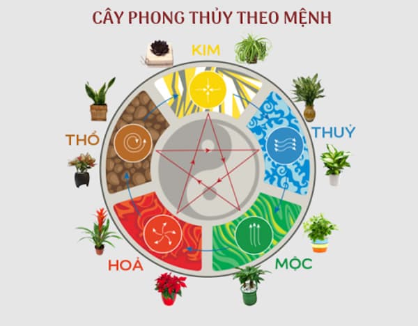 Ngũ hành trong phong thủy | Vườn Cây Xinh