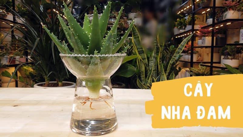 Nha đam thủy sinh để bàn | Vườn cây xinh