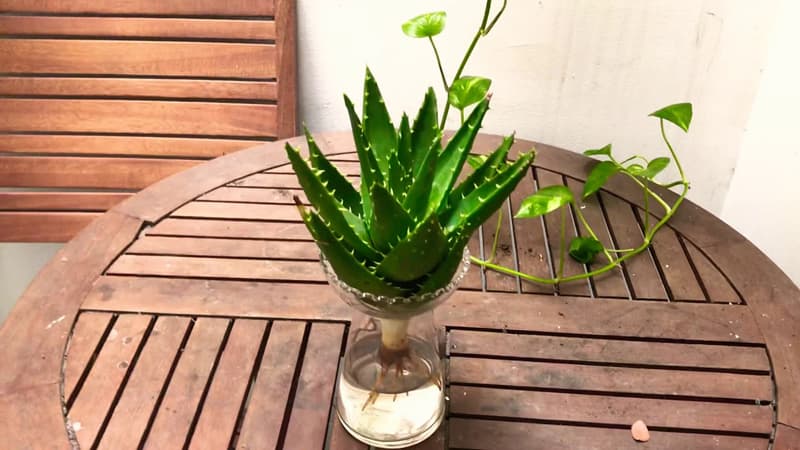 Nha đam thủy sinh để bàn | Vườn cây xinh