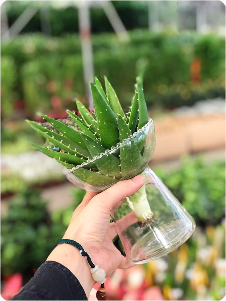 Nha đam thủy sinh để bàn | Vườn cây xinh