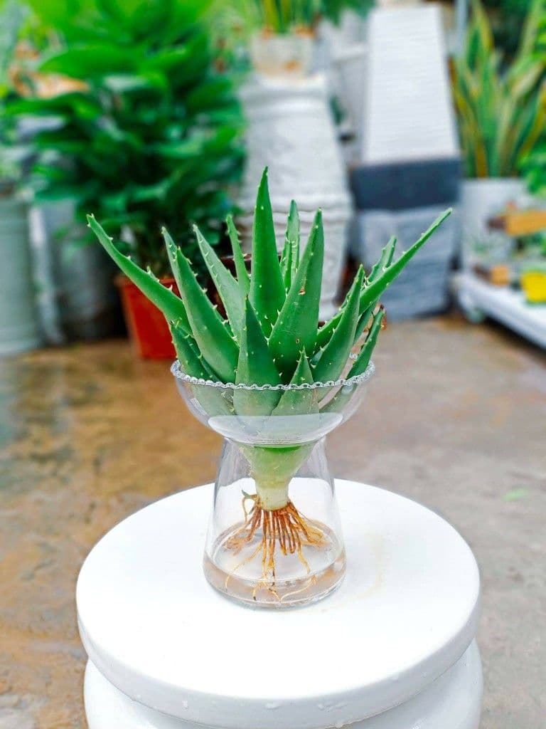 Nha đam thủy sinh để bàn | Vườn cây xinh