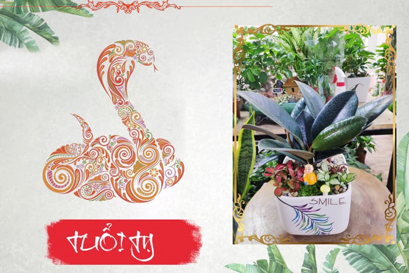 Tuổi Ất Tỵ 1965 hợp cây gì? Vườn Cây Xinh