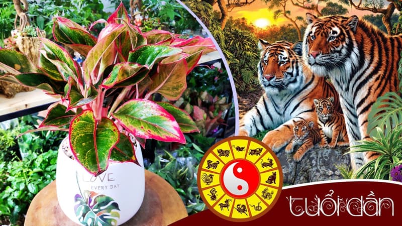 Tuổi Bính Dần 1986 hợp cây gì? Vườn Cây Xinh