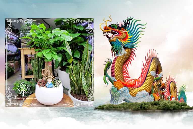 Tuổi Canh Thìn 2000 hợp cây gì? Vườn Cây Xinh