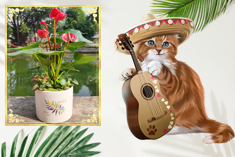 Tuổi Đinh Mão 1987 hợp cây gì? Vườn Cây Xinh