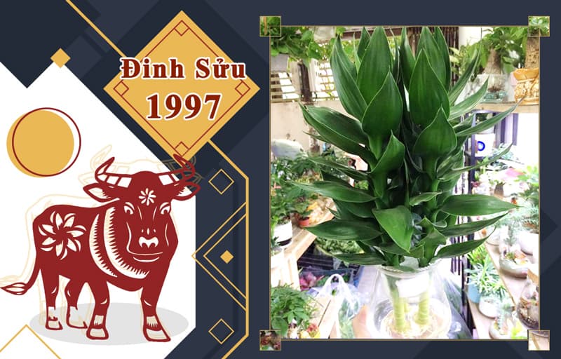 Tuổi Đinh Sửu 1997 hợp cây gì? Vườn Cây Xinh