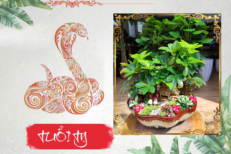 Tuổi Đinh Tỵ 1977 hợp cây gì? Vườn Cây Xinh