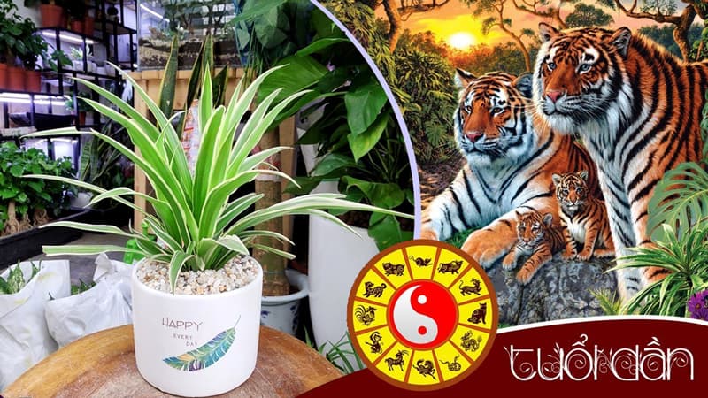 Tuổi Giáp Dần 1974 hợp cây gì? Vườn Cây Xinh