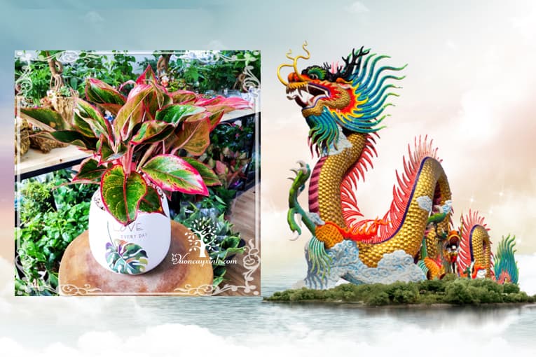 Tuổi Giáp Thìn 1964 hợp cây gì? Vườn Cây Xinh