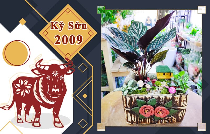 Tuổi Kỷ Sửu 2009 hợp cây gì? Vườn Cây Xinh