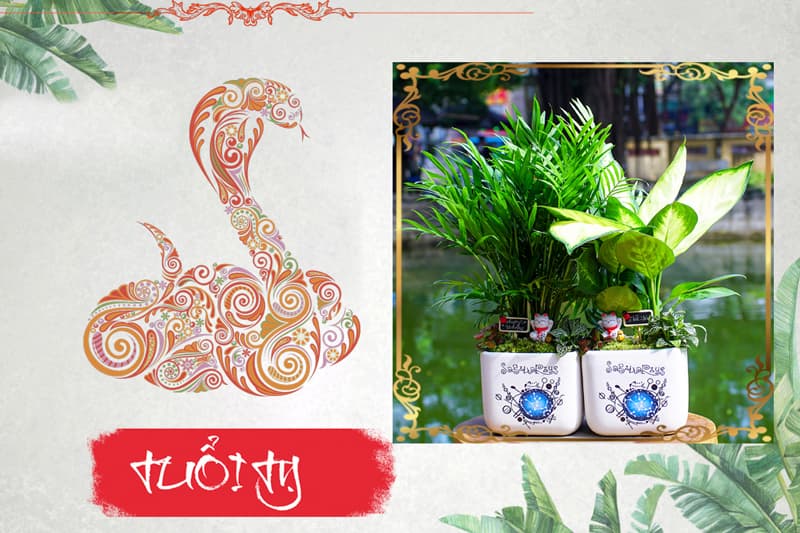 Tuổi Kỷ Tỵ 1989 hợp cây gì? Vườn Cây Xinh