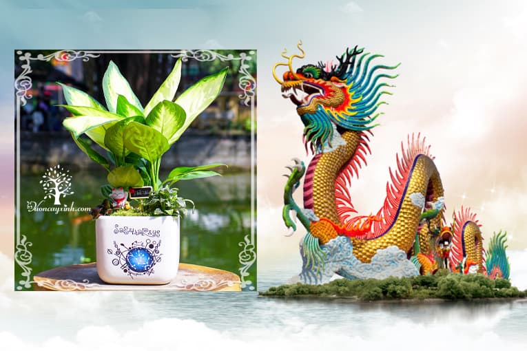 Tuổi Mậu Thìn 1988 hợp cây gì? Vườn Cây Xinh