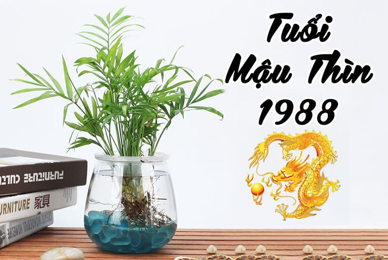 Tuổi Mậu Thìn 1988 hợp cây gì? Vườn Cây Xinh