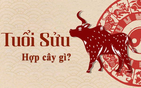 Tuổi Sửu hợp cây gì? Cây để bàn hợp tuổi Sửu | Vườn Cây Xinh