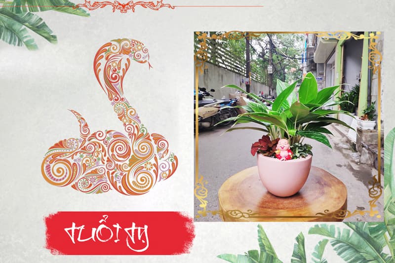 Tuổi Tân Tỵ 2001 hợp cây gì? Vườn Cây Xinh