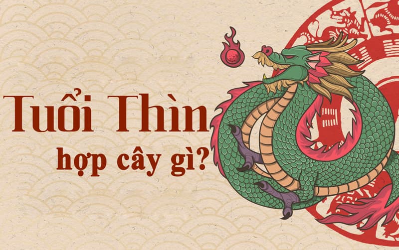 Tuổi Thìn hợp cây gì? Vườn Cây Xinh