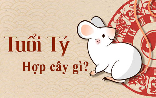 Người tuổi Tý hợp cây gì? Cây phong thủy tuổi Tý | Vườn Cây Xinh