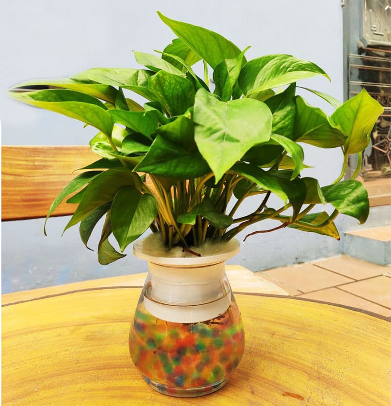 Cây vạn niên thanh thủy sinh để bàn - Vườn Cây Xinh