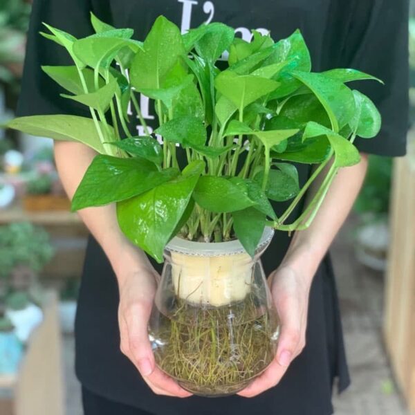 Cây vạn niên thanh thủy sinh để bàn - Vườn Cây Xinh