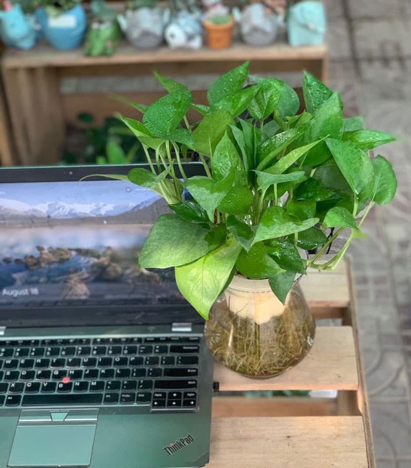 Cây vạn niên thanh thủy sinh để bàn - Vườn Cây Xinh