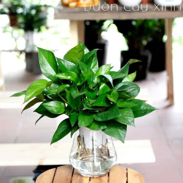 Cây vạn niên thanh thủy sinh | Cây thủy sinh để bàn