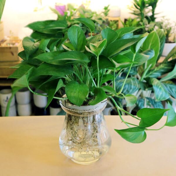 Cây vạn niên thanh thủy sinh để bàn - Vườn Cây Xinh