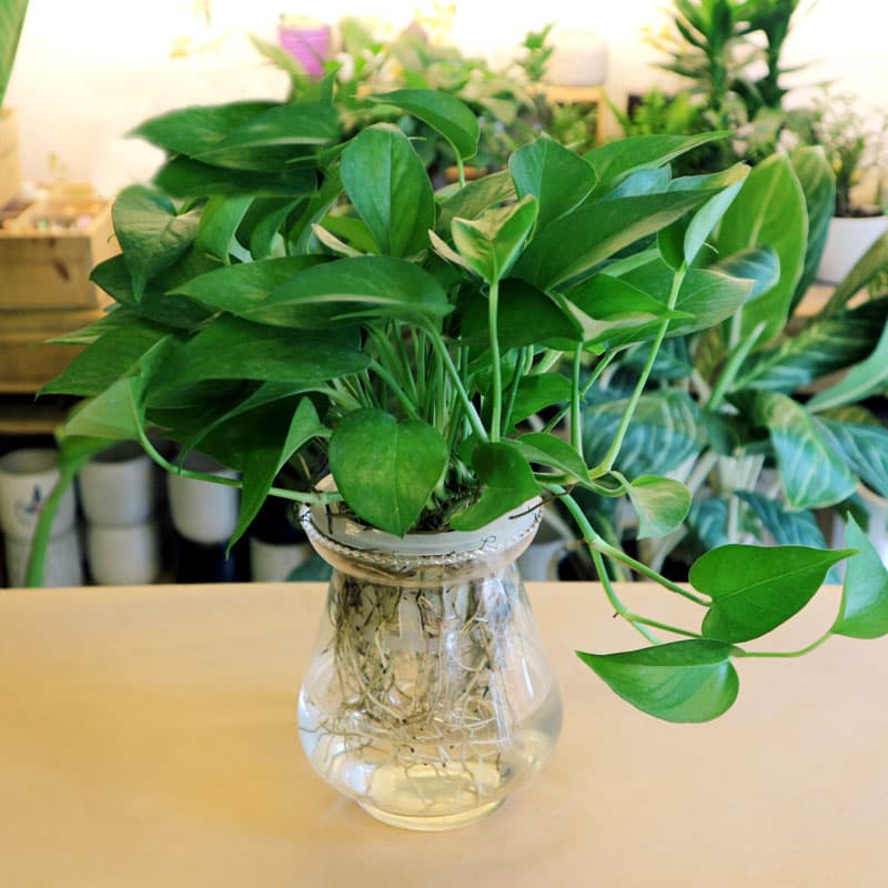 Cây vạn niên thanh thủy sinh để bàn - Vườn Cây Xinh