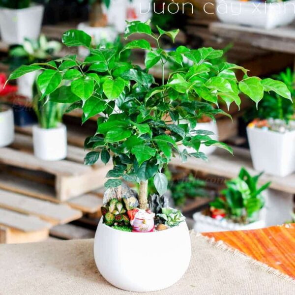 Cây Hạnh Phúc để bàn hợp mệnh gì? Ý nghĩa & cách chăm sóc