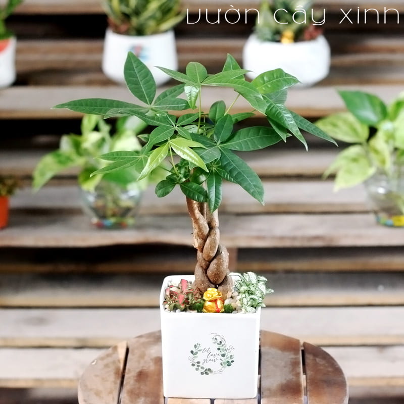 Cây kim ngân để bàn - Cây Phong Thủy để bàn