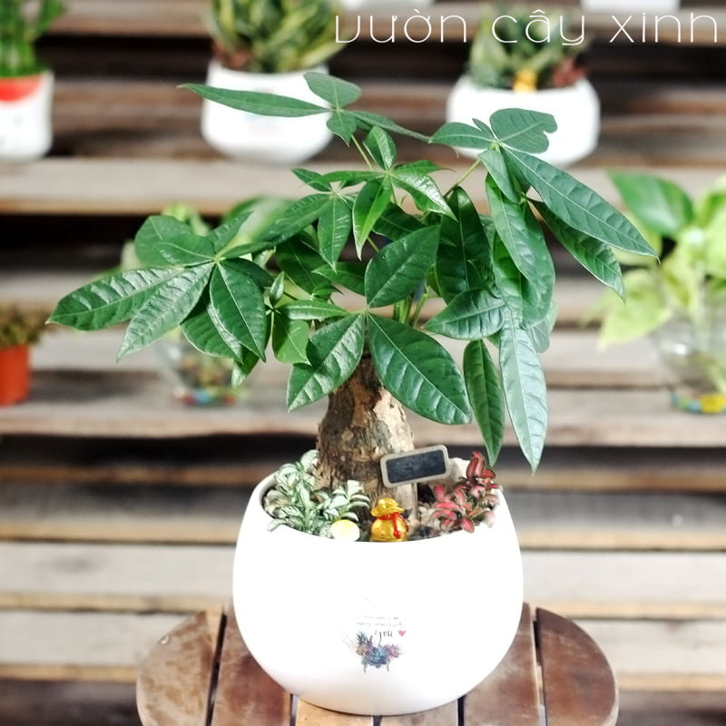 Cây kim ngân để bàn - Cây Phong Thủy để bàn