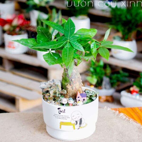 Cây kim ngân để bàn làm việc | Vườn Cây Xinh