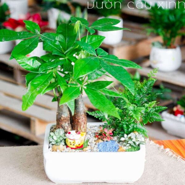 Cây kim ngân để bàn làm việc | Vườn Cây Xinh