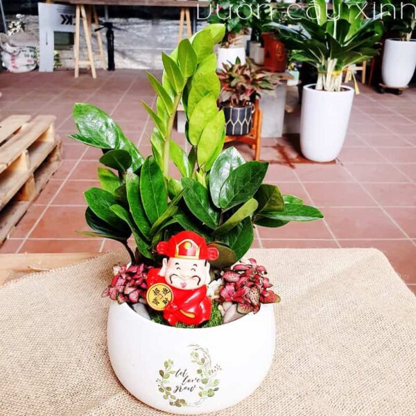 Cây kim tiền để bàn làm việc | Vườn Cây Xinh