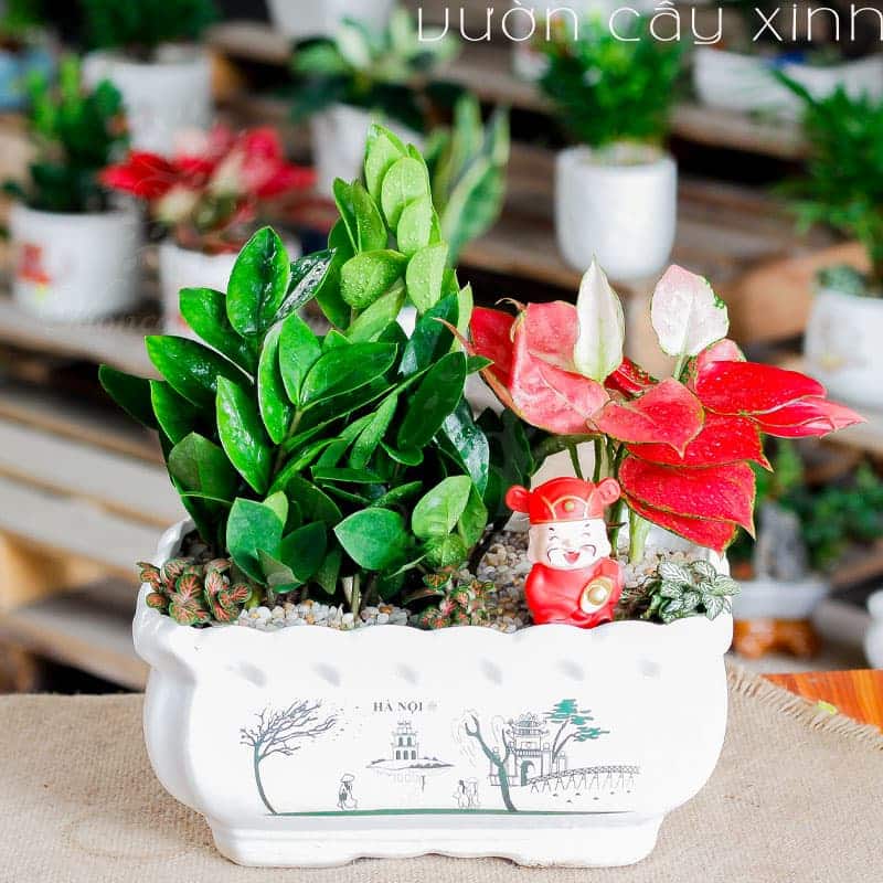 Cây Kim Tiền Để Bàn - Cây kim tiền mini (Nhỏ) | Chỉ từ 190K