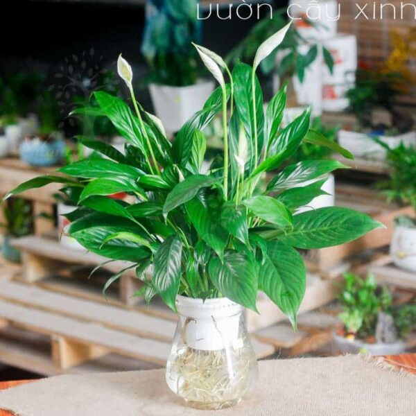Cây lan ý thủy sinh để bàn làm việc | Cây để văn phòng