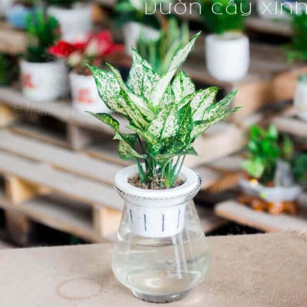 Cây ngọc ngân thủy sinh để bàn làm việc | Cây để văn phòng