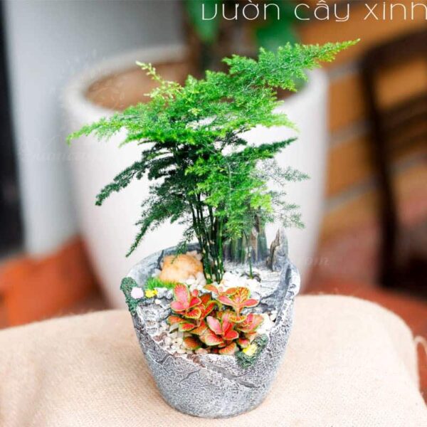 Cây Thủy Tùng (Kim Thủy Tùng) Mini Để Bàn | Cây Thông Nước