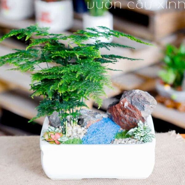 Cây Thủy Tùng (Kim Thủy Tùng) Mini Để Bàn | Cây Thông Nước