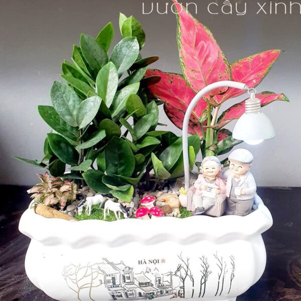 Cây kim tiền để bàn | Quà tặng tân gia | Vườn Cây Xinh