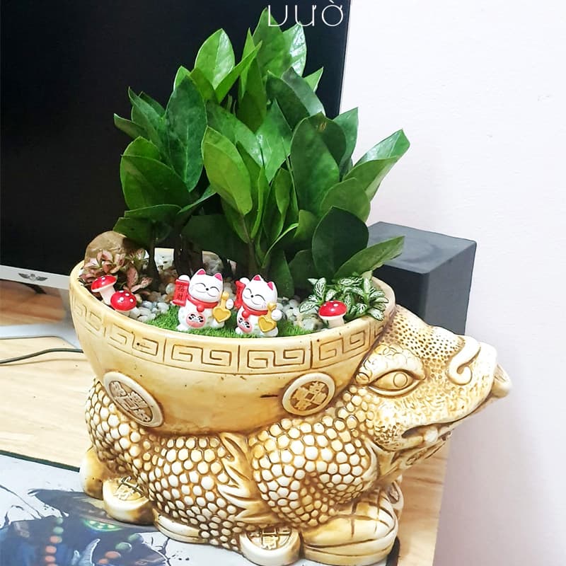 Cây kim tiền để ban thần tài | Vườn Cây Xinh