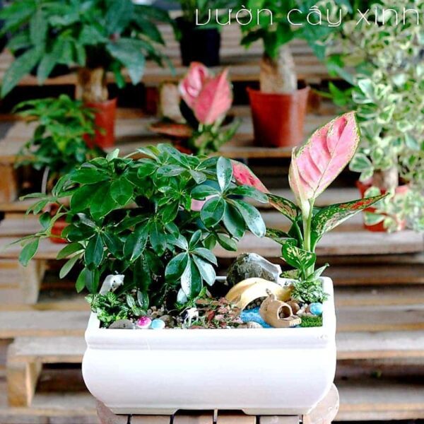 Cây ngũ gia bì để bàn đẹp | Vườn Cây Xinh