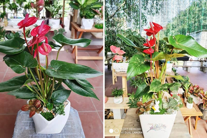 Cây hồng môn để bàn - Quà tặng 20/11 ý nghĩa