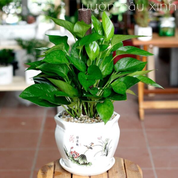 Vạn niên thanh cột mini để bàn - Quà 20/11