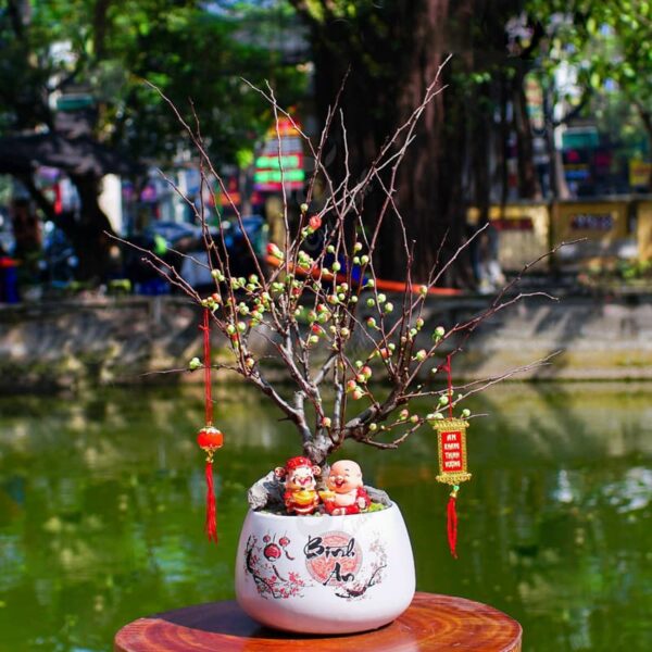 Mai đỏ | Cây Mai đỏ chơi Tết