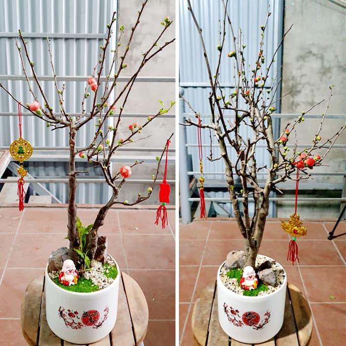 cay-mai-do (1) Cây mai đỏ Trung Quốc | Vườn Cây Xinh