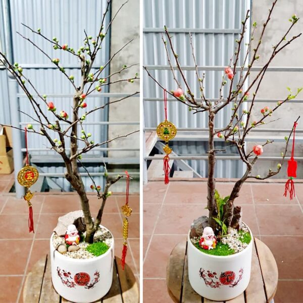 Cây mai đỏ Trung Quốc | Vườn Cây Xinh
