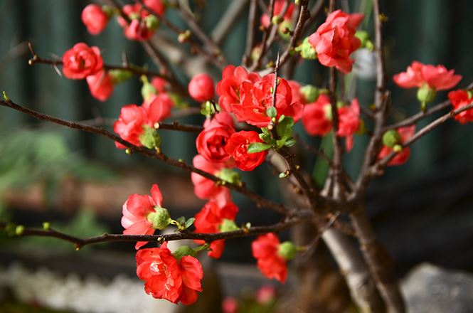 Cây mai đỏ Trung Quốc | Vườn Cây Xinh