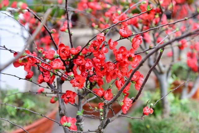Cây mai đỏ Trung Quốc | Vườn Cây Xinh