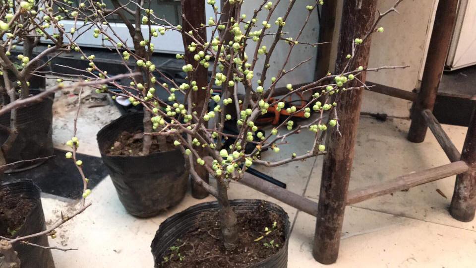 Cây mai đỏ Trung Quốc | Vườn Cây Xinh